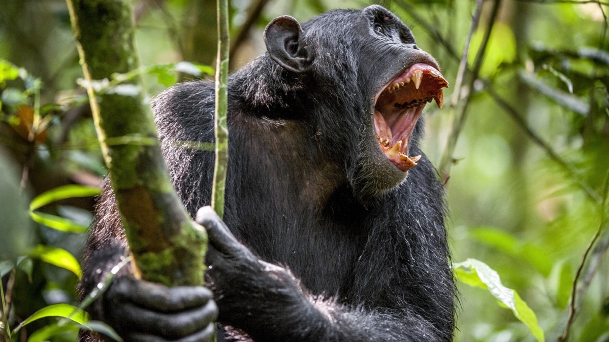 Zähenbleckender Schimpanse