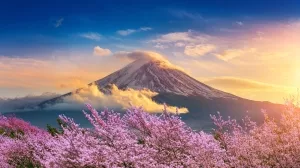 Blick über blühende Kirschbäume auf den Fuji