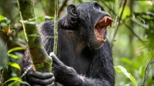 Zähenbleckender Schimpanse
