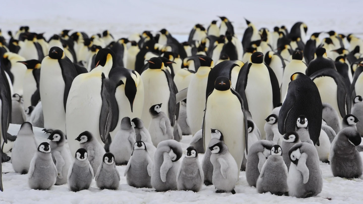 Wissenstest: Pinguin-Quiz - Wie gut kennen Sie die gefiederten Frackträger?