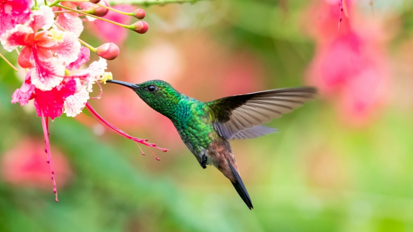 Wissenstest: Kolibris - Wie gut kennen Sie die fliegenden Juwelen?