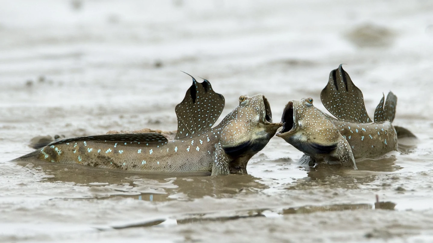 Wissenstest: Quiz: Wie ein Fisch an der Luft