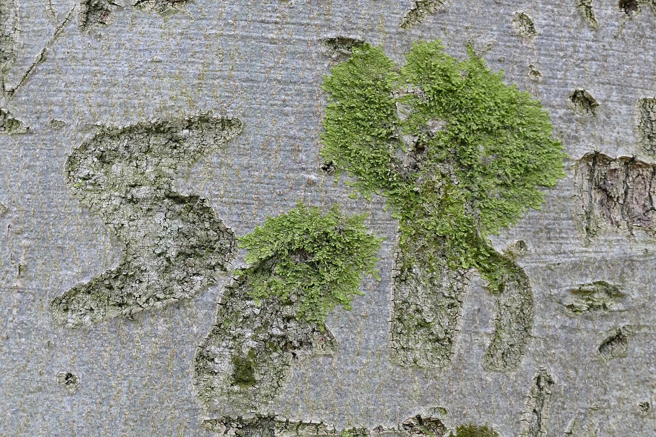 Die vielseitige Farbe Grün