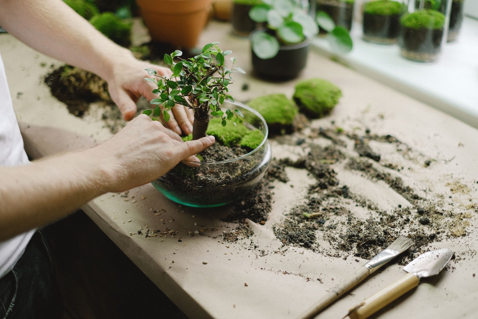Kleine Bäume, große Geschichte: Die Entwicklung der Bonsai-Kultur