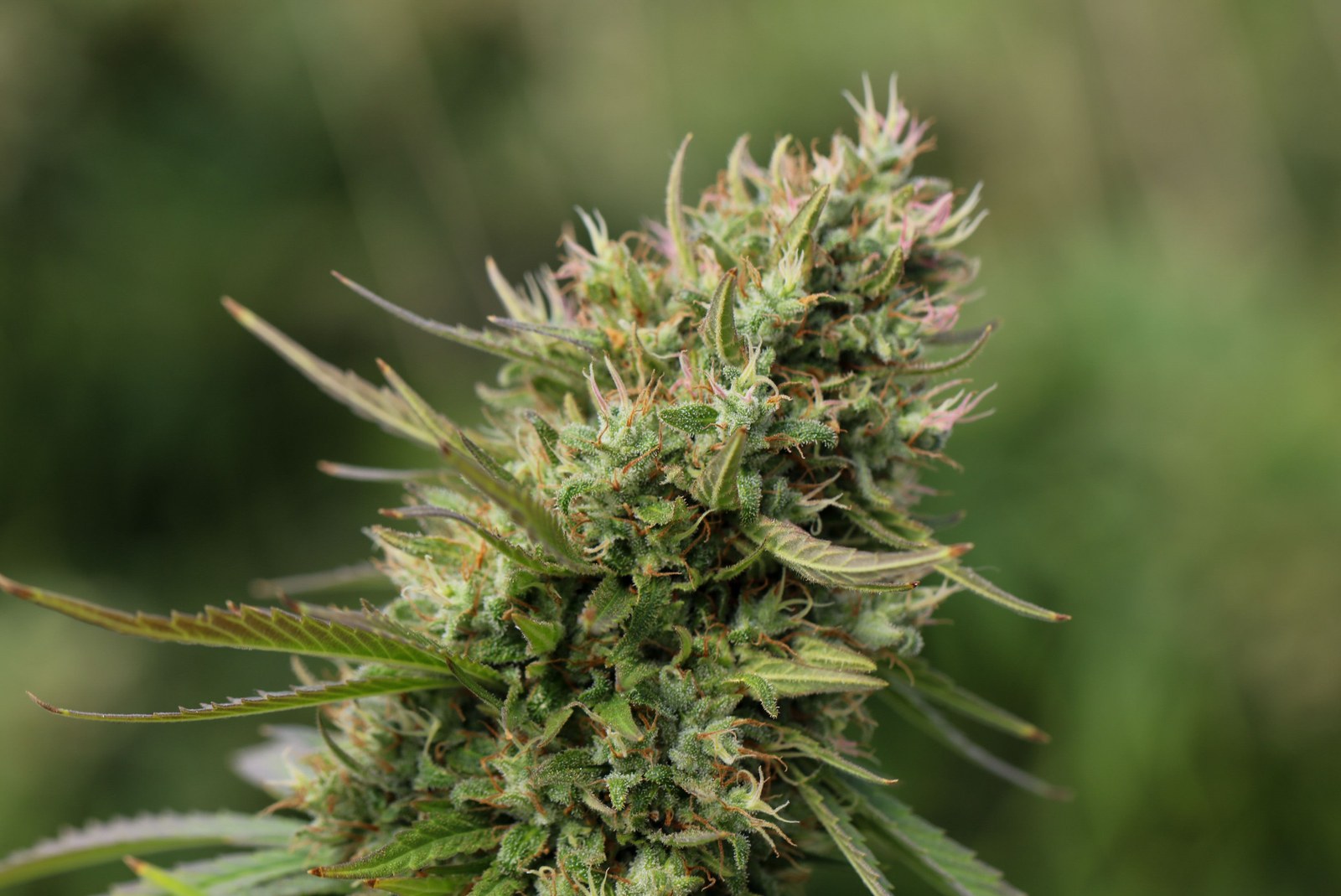 Sativa und Indica: Wie sinnvoll ist die klassische Einteilung von Cannabis?