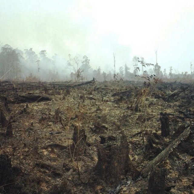 Borneo-Brände 2026: Wie Feuer die Orang-Utans noch Jahre später bedrohen