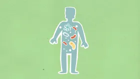 Bakterien sabotieren Hautbarriere über Nervensystem – PLOS Biology-Studie entschlüsselt Mechanismus