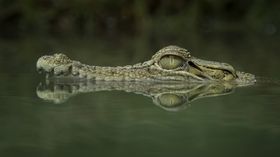 Wissenstest: Krokodil-Quiz