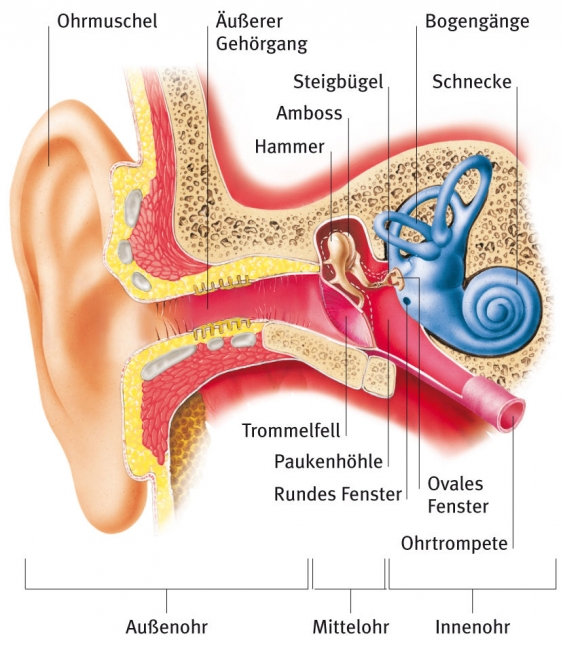 Ohr Aus Dem Gesundheitslexikon Gesundheit Medizin Und Heilkunde Auf