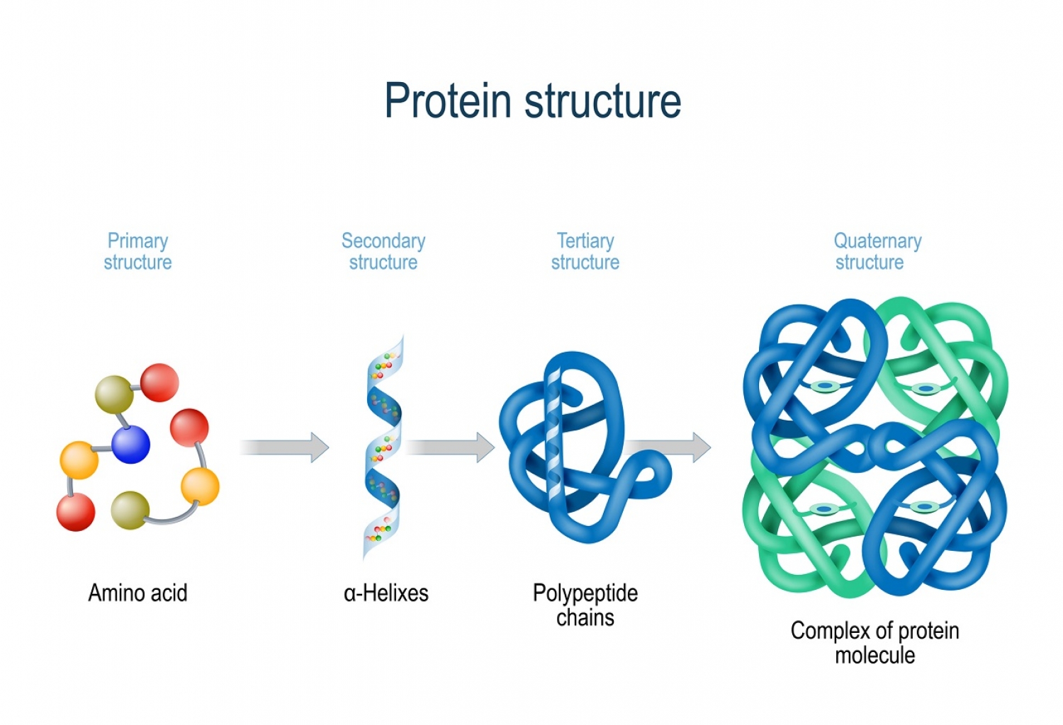 Function Of Protein Folding