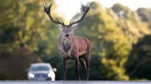 Rothirsch beim Wildwechsel auf einer Landstraße